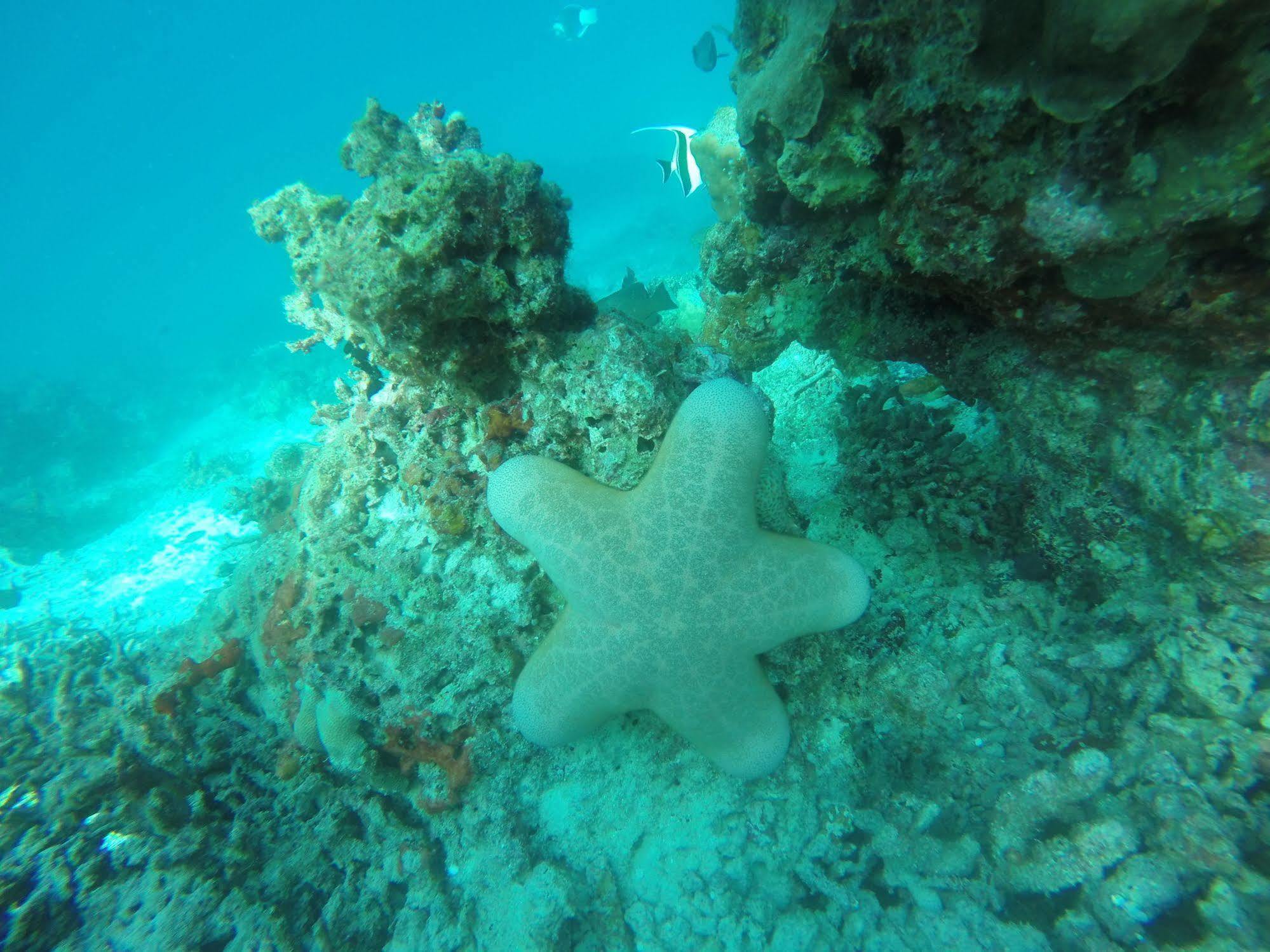 White Vendégház Maafushi