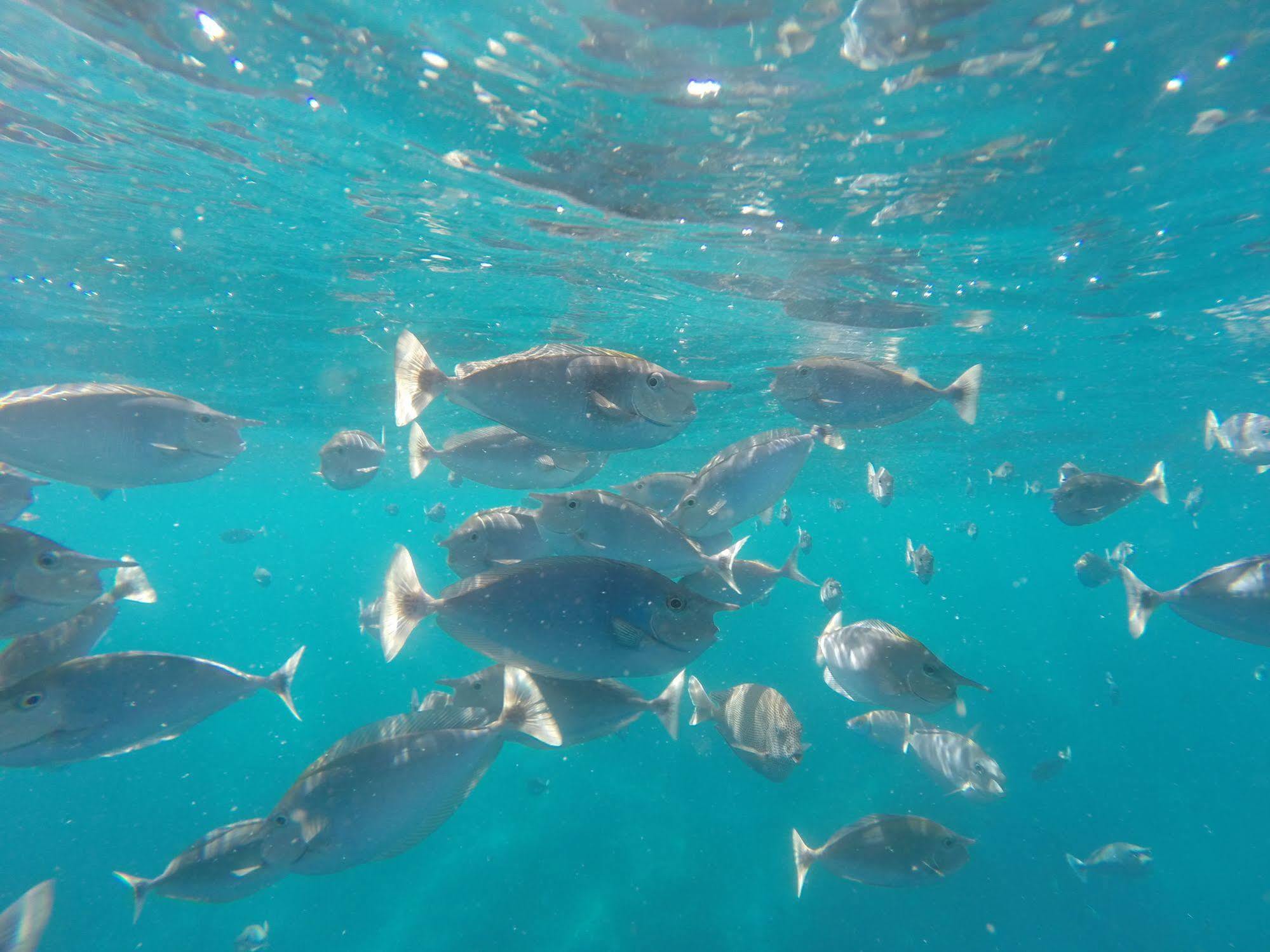White Vendégház Maafushi
